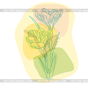 Spring primroses, delicate Crocus - color vector clipart