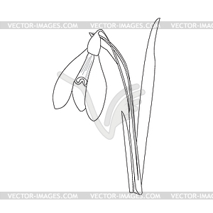 Snowdrops on blue background. Spring . Vect - vector clip art