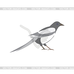 Magpie bird. black and white bird - vector clipart