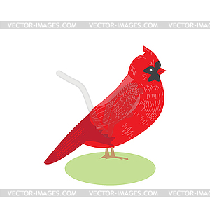Bird red cardinal beautiful bird red ca - vector image
