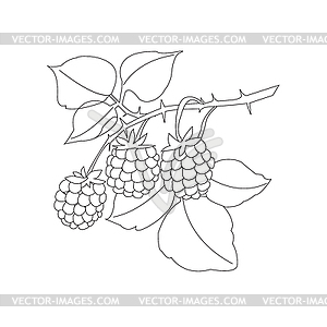 Illustrator of berries and sprigh of raspderry - vector clipart