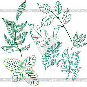 Set leaves and twigs of various plants, very good - vector clip art