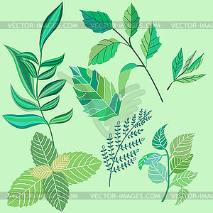 Set leaves and twigs of various plants, very good - vector clip art