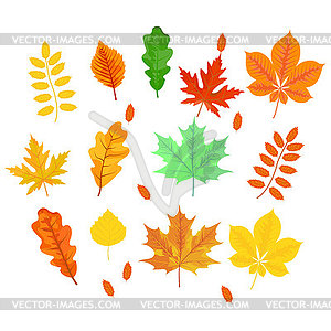 Autumn leaves (maple, oak, birch, chestnut and othe - vector image