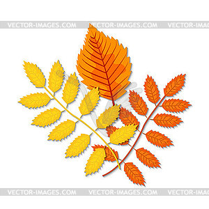 Autumn leaves (maple, oak, birch, chestnut and othe - vector clipart