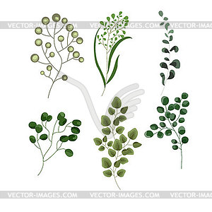 Elements set of forest fern, tropical green - vector clipart