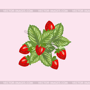 Wild strawberry berries and leaves, - vector image