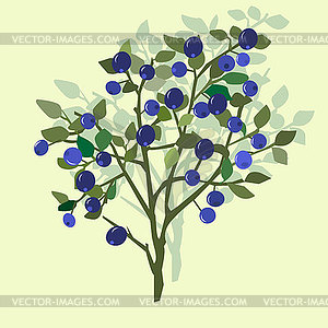 Forest blueberry berries and leaves, - vector clipart