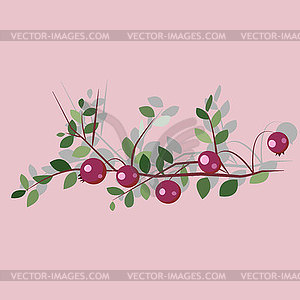 Forest marsh cranberry berries and leaves, - vector clip art