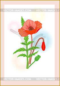 Bright poppy on watercolor background, postcard, - vector clipart
