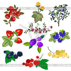 Modern set of various berries, colorful elements fo - vector clipart