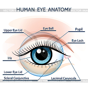 Human Eye Anatomy - stock vector clipart