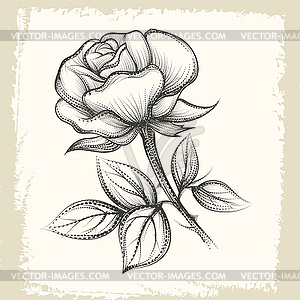 Цветок розы в стиле винтаж - рисунок в векторе