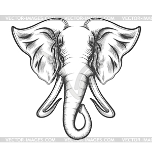 Elephant Head in Engraving style - vector clipart