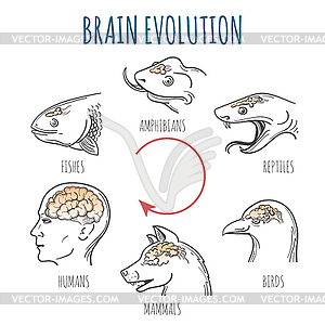 Brain Evolution - vector image