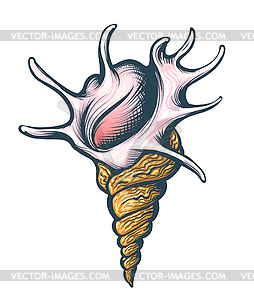 Морская ракушка - изображение векторного клипарта