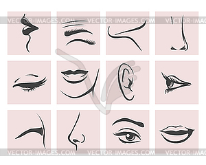 Female Head Parts set in contour style.  - vector clip art