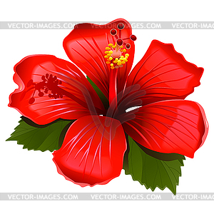 Red Hibiscus Icon - vector clip art