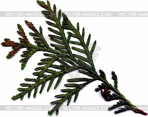 Branch - vector image