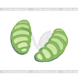 Slugs - vector image