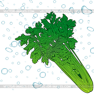 Fresh celery - vector image