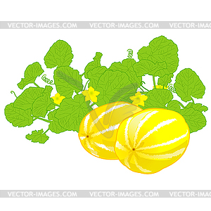 Honeydew melon - vector clipart