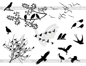 Birds - vector image