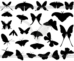 Butterfly  - vector image