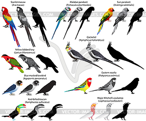 Parrots - vector clipart