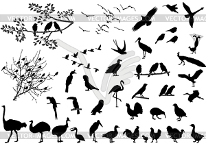 Birds - vector image