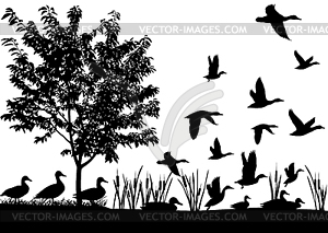 Flock of ducks - vector image