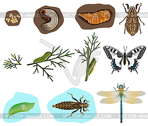 Metamorphosis of insects - vector image