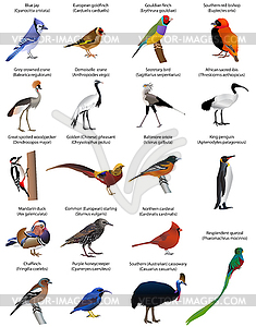 Birds  - vector image