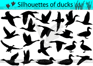Silhouettes of ducks - vector clip art