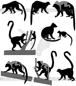 Silhouette of ring tailed lemur - vector clip art