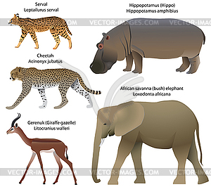 Животные африканского сервала, гепарда, геренука, бегемота, - векторный рисунок