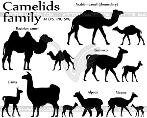 Camelids family silhouette - vector image