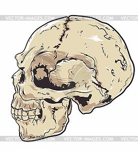 SKULL - color vector clipart