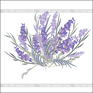 Fresh cut fragrant lavender plant flowers bunch - vector image