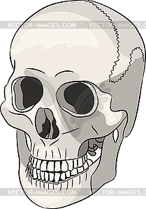 White human skull - vector image