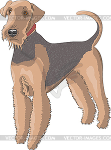 Airedale dog with red collar - vector clipart