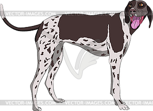 Охотничья собака Курцхаар - иллюстрация в векторе