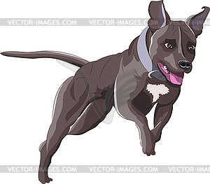 Running staffordshire terrier  - vector clip art