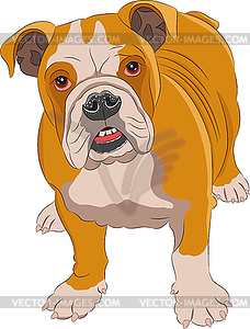 Drawing of English Bulldog  - vector clipart