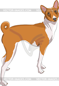 Color drawing of Basenji dog - vector image