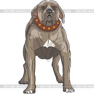 English staffordshire bull terrier  - vector image