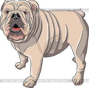 Drawing of large white english bulldog - vector clipart