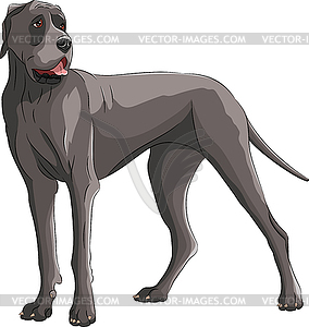 Great Dane dog breed  - color vector clipart