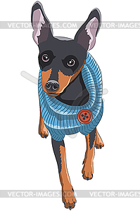 Dog breed English toy terrier in blue sweater - vector clipart