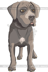 Staffordshire terrier puppy  - vector clip art